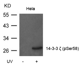 14-3-3z(Phospho-Ser58) Antibody