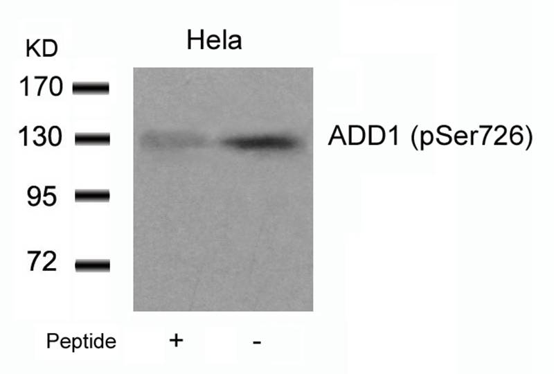 ADD1(Phospho-Ser726) Antibody