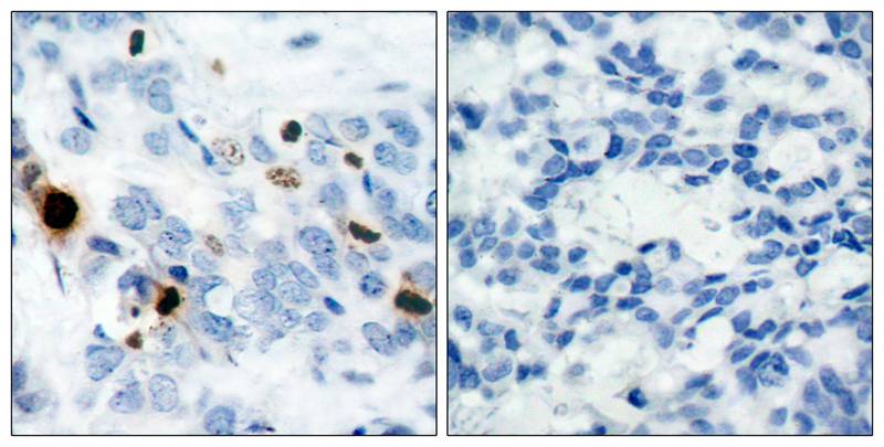 Histone H3.1(Phospho-Ser10) Antibody