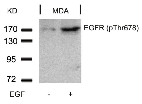 EGFR(Phospho-Thr678) Antibody