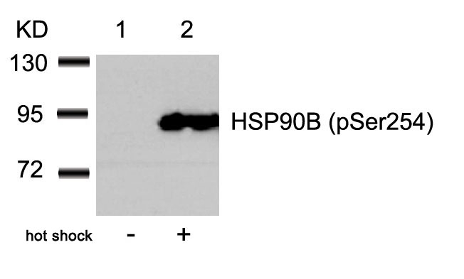 HSP90B(Phospho-Ser254) Antibody