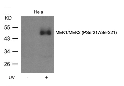 MEK1/MEK2(Phospho-Ser217/Ser221) Antibody