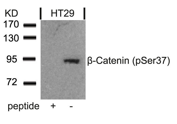 b-Catenin(Phospho-Ser37) Antibody