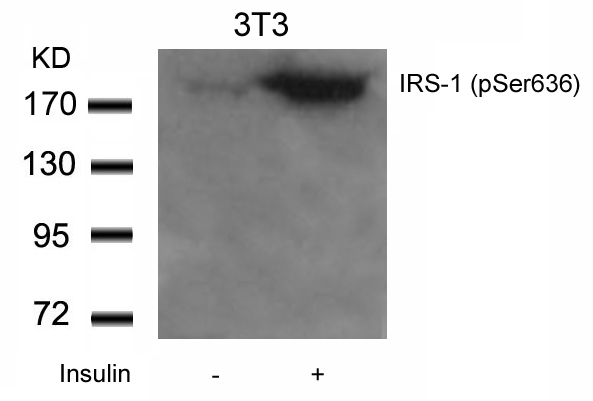 IRS-1(Phospho-Ser636) Antibody