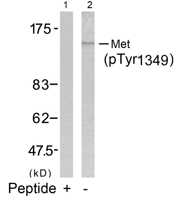 Met(Phospho-Tyr1349) Antibody