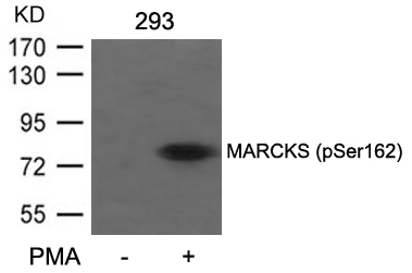 MARCKS(Phospho-Ser162) Antibody