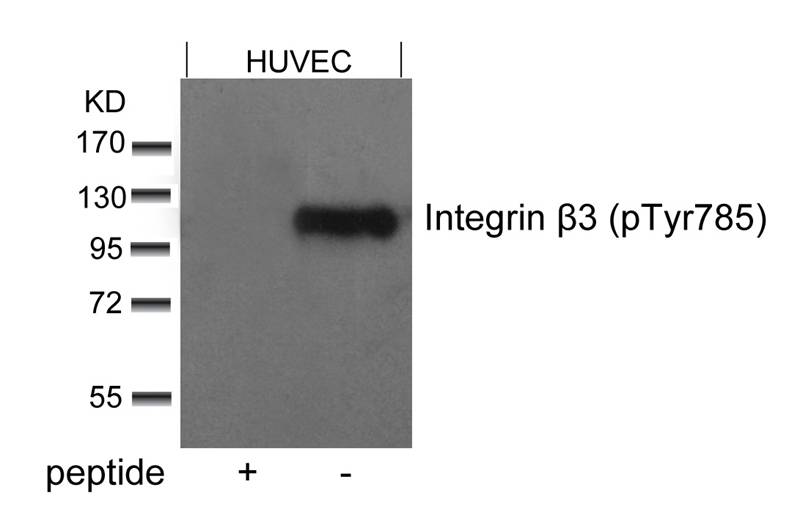 Integrin b3(Phospho-Tyr785) Antibody