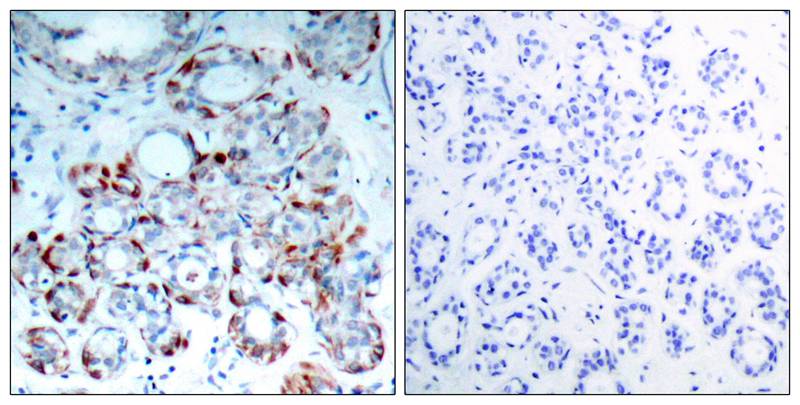 BIM(Phospho-Ser69) Antibody