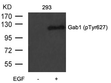 Gab1(Phospho-Tyr627) Antibody