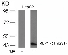 MEK1(Phospho-Thr291) Antibody - SAB | Signalway Antibody