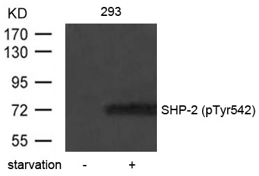 SHP-2(Phospho-Tyr542) Antibody
