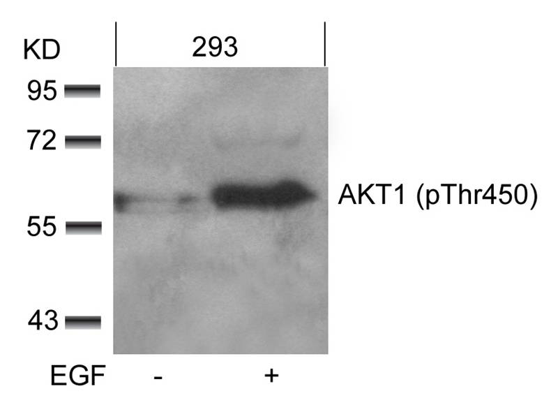 AKT1(phospho-Thr450) Antibody