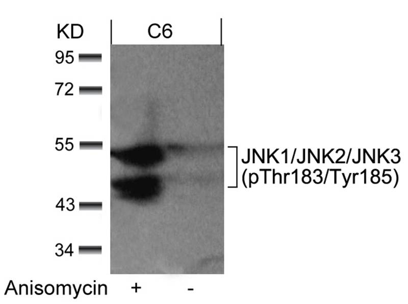 JNK1/JNK2/JNK3(phospho-Thr183/Tyr185) Antibody