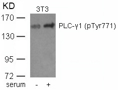 PLCg1(phospho-Tyr771) Antibody