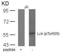 Lck(phospho-Tyr505) Antibody