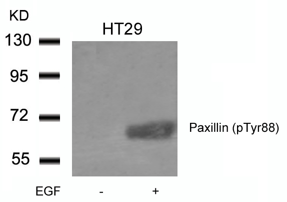Paxillin(phospho-Tyr88) Antibody