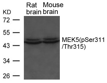 MEK5(phospho-Ser311/ Thr315) Antibody