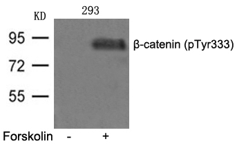 β-catenin (phospho-Tyr333) Antibody