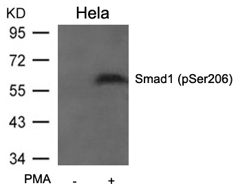 Smad1(Phospho-Ser206) Antibody