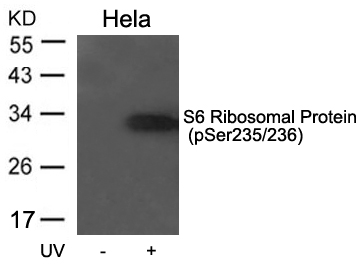 S6 Ribosomal Protein(Phospho-Ser235/236) Antibody