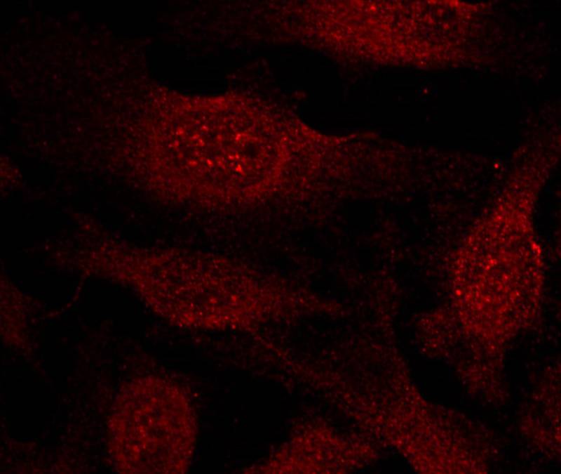 GSK3b(Ab-9) Antibody