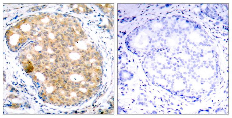 GSK3b(Ab-9) Antibody