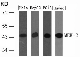 MEK2(Ab-394) Antibody