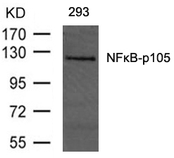 NFkB-p105(Ab-893) Antibody