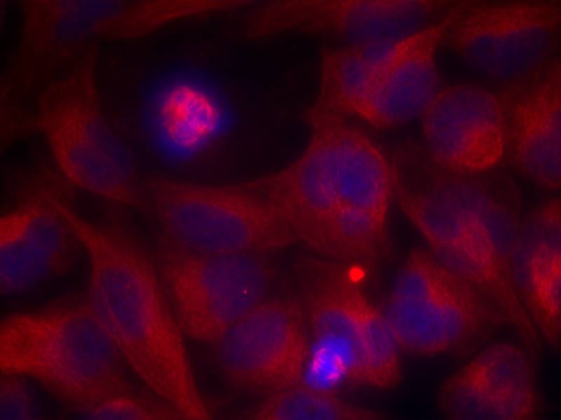 Rel(Ab-503) Antibody