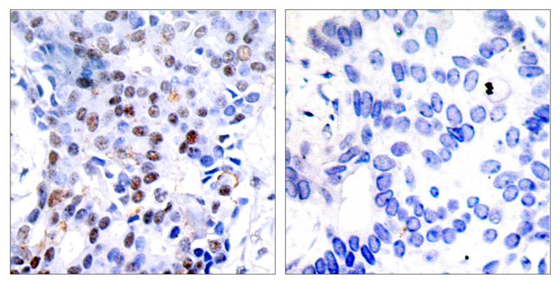 c-Jun(Ab-91) Antibody