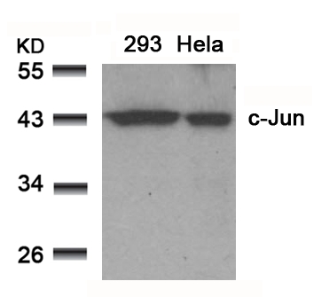 c-Jun(Ab-91) Antibody