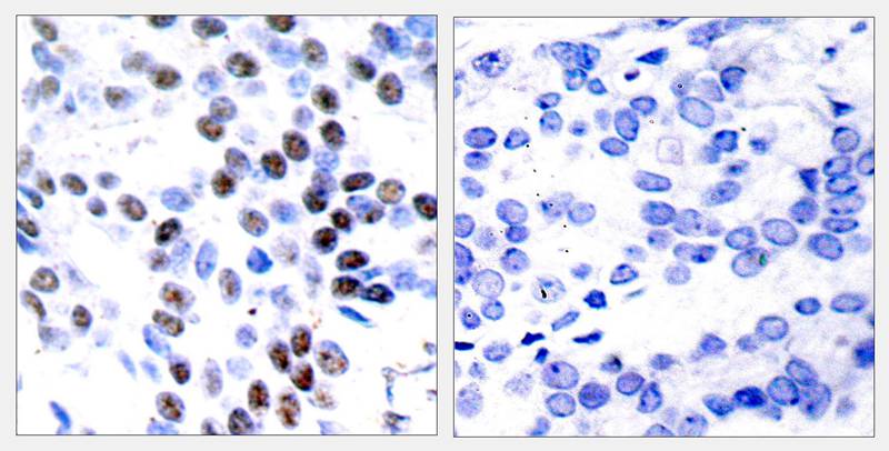 c-Jun(Ab-93) Antibody