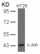 c-Jun(Ab-93) Antibody