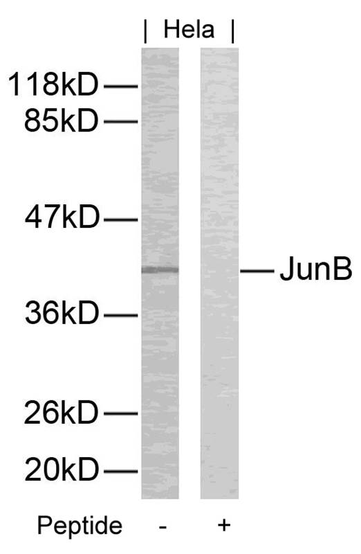 JunB(Ab-259) Antibody