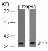 JunD(Ab-255) Antibody