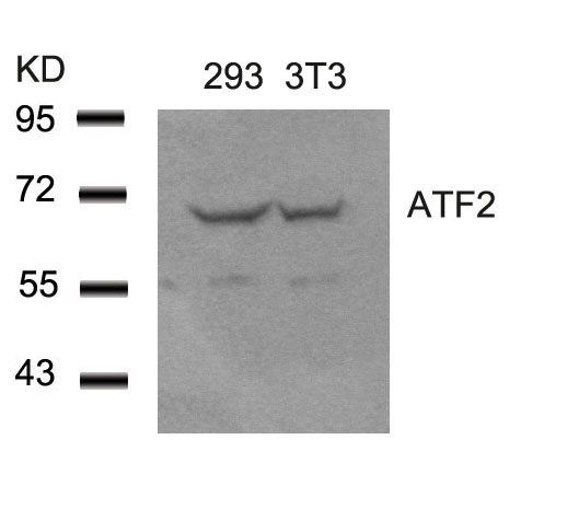 ATF2(Ab-62 or 44) Antibody