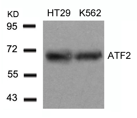 ATF2(Ab-71 or 53) Antibody