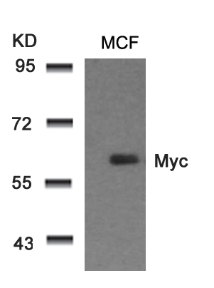 Myc(Ab-58) Antibody