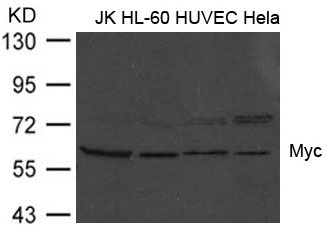 Myc(Ab-373) Antibody