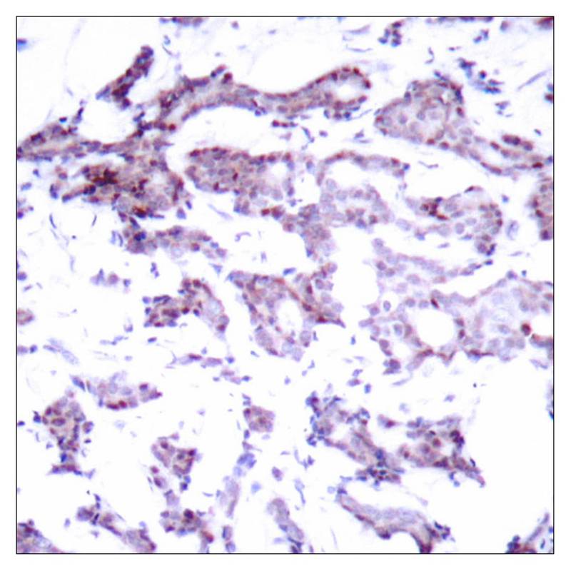 Elk1(Ab-389) Antibody