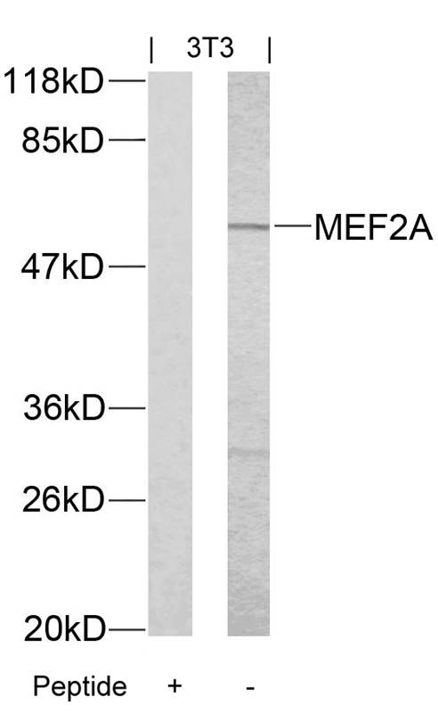 MEF2a(Ab-312) Antibody