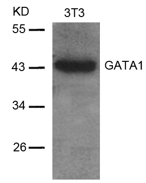 GATA1(Ab-142) Antibody