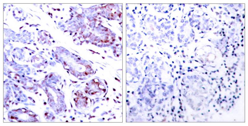 STAT1(Ab-701) Antibody