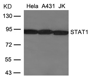 STAT1(Ab-701) Antibody