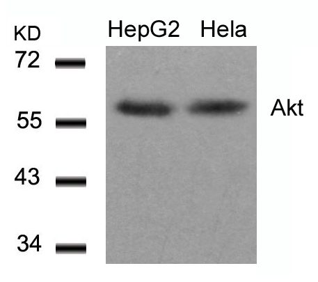 Akt(Ab-308) Antibody