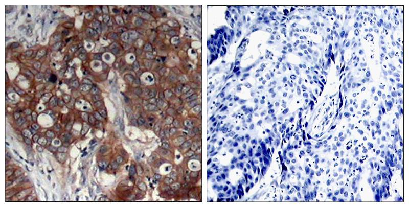 HER2(Ab-877) Antibody