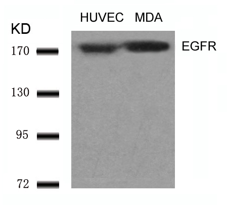 EGFR(Ab-1070) Antibody