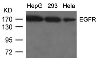 EGFR(Ab-1092) Antibody