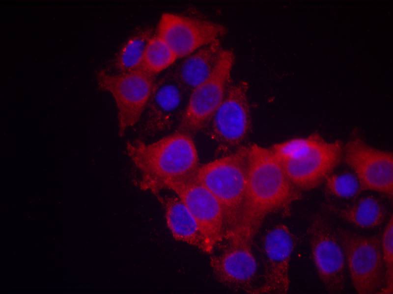 VEGFR2(Ab-1214) Antibody