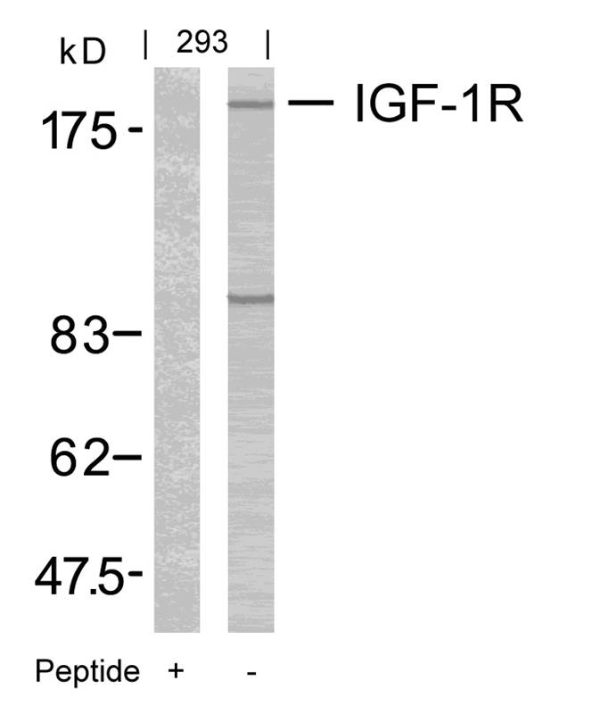 IGF-1R(Ab-1165/1166) Antibody
